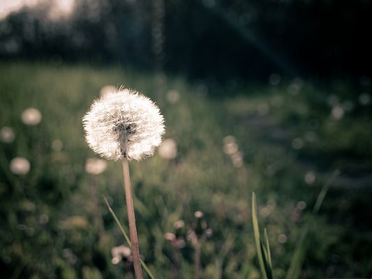 click to free download the wallpaper--Wallpaper for Desktop Computer, Dandelion About to Fly, Take Your Dream with It!