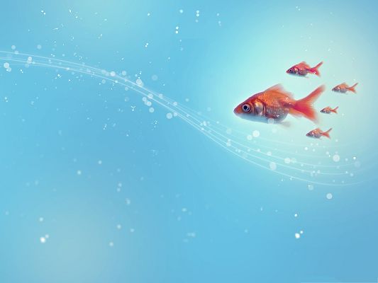 click to free download the wallpaper--Wallpaper for Desktop Computer, Goldfishes in Swim, One After Another