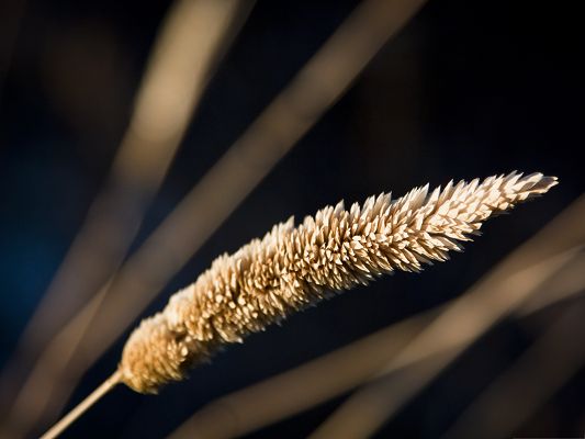 click to free download the wallpaper--Wallpaper for Desktop Computer, Grass Spikelets Under Sunlight, Great in Look