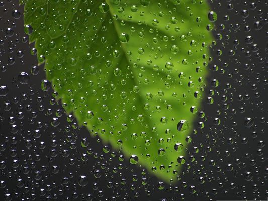 click to free download the wallpaper--Wallpaper for Desktop Computer, Green Leaf Behind Wet Window, Guaranteed Safety
