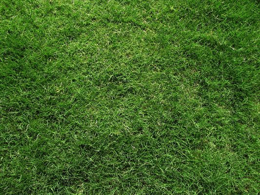 click to free download the wallpaper--Wallpaper for Desktop Computer, a Field of Green Grass, Be Protective of the Eyes