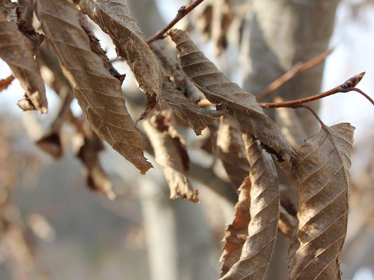 click to free download the wallpaper--Wallpaper for Widescreen, Brown Leaves on Twig, Late Autumn Scene