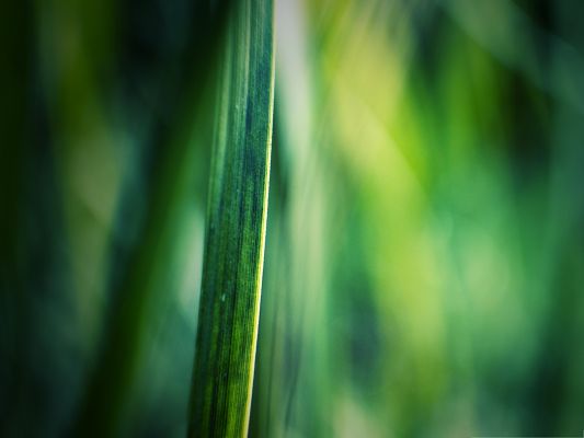 click to free download the wallpaper--Wallpaper for Widescreen, Grass Blade Bokeh, Incredible Landscape