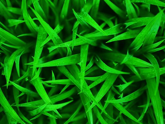 click to free download the wallpaper--Wallpaper for Widescreen, Green Grass on Macro Focus, Fresh and Clean Scenery