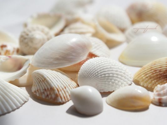 click to free download the wallpaper--Wallpaper for Widescreen, Light-Colored Seashells, Clean and Fit