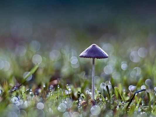 click to free download the wallpaper--Wallpaper for Widescreen, Mushroom Bokeh, Here is Little Umbrella for You