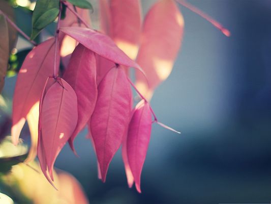 click to free download the wallpaper--Wallpaper for Widescreen, Pink Leaves Close Up, the Blue Sky as Background