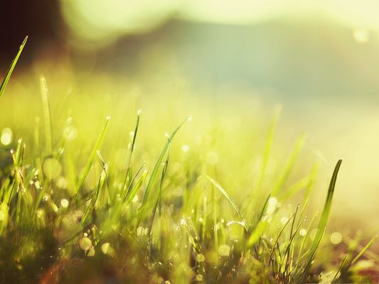 click to free download the wallpaper--Wallpaper for Widescreen, Sunlight In The Grass, Great Growth