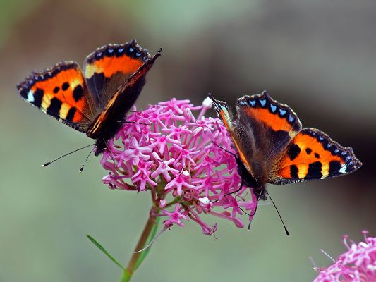 click to free download the wallpaper--Wallpaper for Widescreen, Two Butterflies on a Blooming Flower