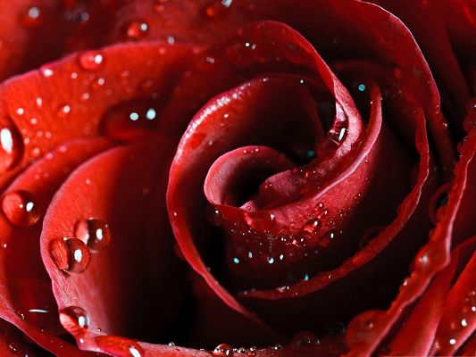 click to free download the wallpaper--Wallpaper for the Computer - Beautiful Scarlet Rose with Waterdrops, Incredible Nature Landscape