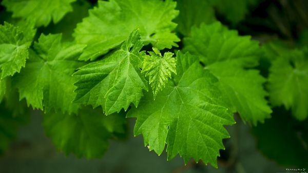 click to free download the wallpaper--Wallpaper for the Computer, Green Grape Leaves, Prosperous Scene