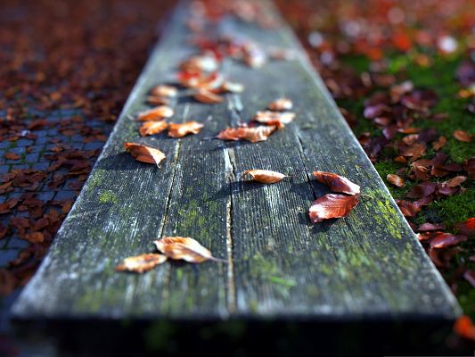 Wallpaper for the Computer, Leaves On the Bench, Typical Autumn Scene