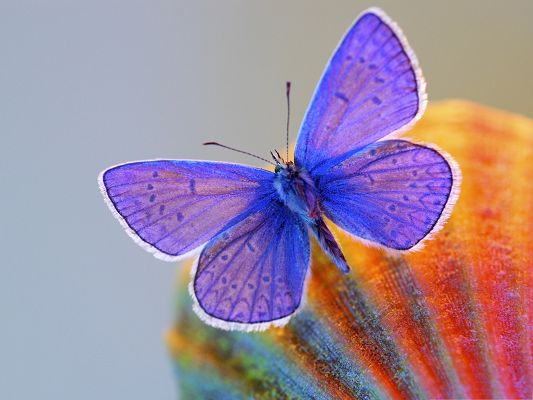 click to free download the wallpaper--Wallpaper for the Computer, Purple Butterfly on a Fruit, Not in a Hurry to Fly Away