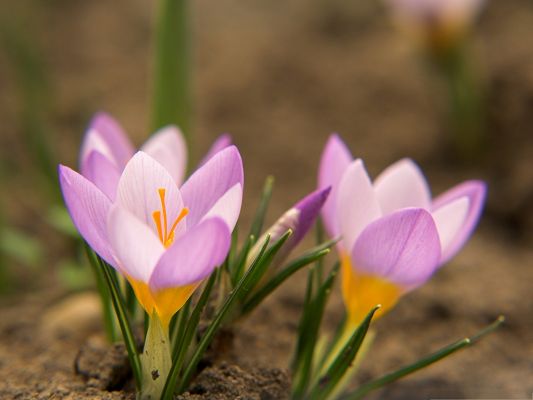click to free download the wallpaper--Wallpaper for the Computer, Purple Crocuses in Bloom, Nice in Look