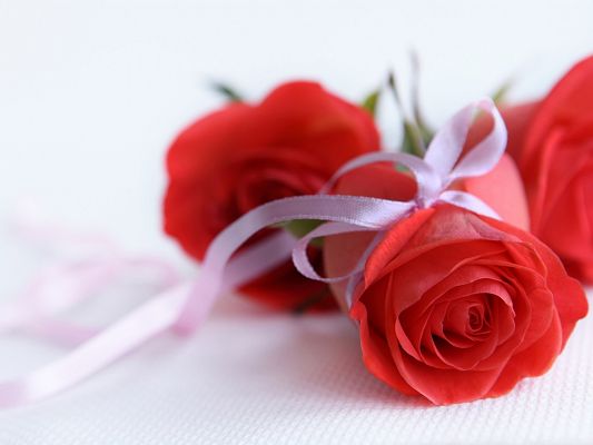 click to free download the wallpaper--Wallpaper for the Computer, Red Roses On White Background, Pure and Deep Love