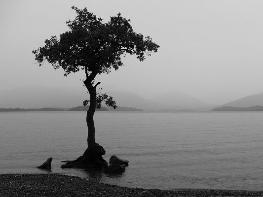 click to free download the wallpaper--Wallpaper for the Computer, Tree In Water, the Dusk Scenery