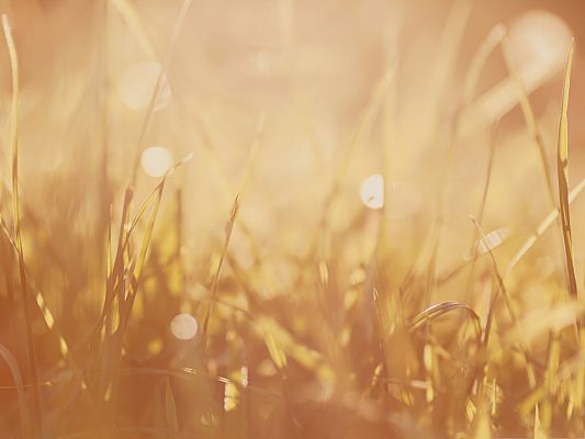 click to free download the wallpaper--Wallpapers and Backgrounds, Brown Grass Image, Simple and Impressive