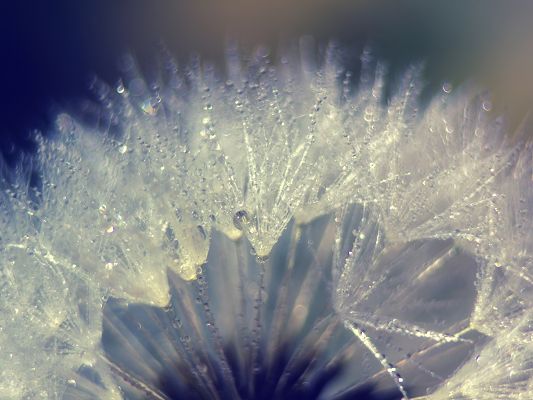 click to free download the wallpaper--Wallpapers and Backgrounds, Dandelion with Rain Drops, Good Morning!