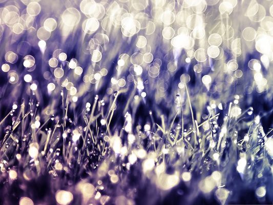 click to free download the wallpaper--Wallpapers and Backgrounds Download, Grass Drops and Bokeh, Amazing Look