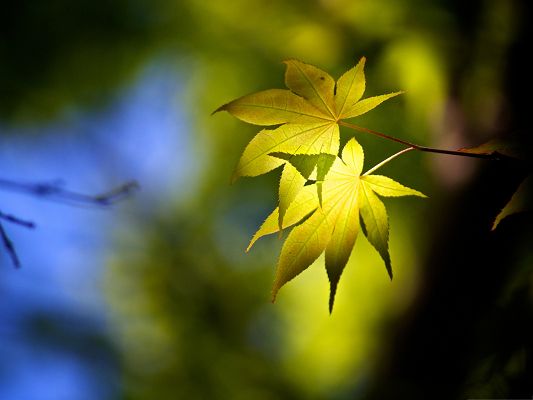 click to free download the wallpaper--Wallpapers and Backgrounds, Forest Leaves Under Sunlight, Feeling New and Fresh