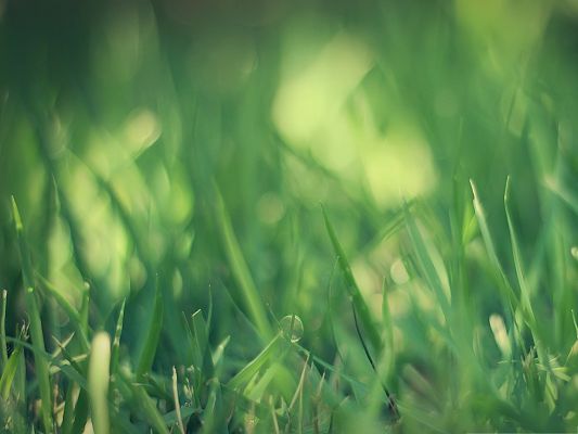 click to free download the wallpaper--Wallpapers and Backgrounds, Green Grass Under Macro Focus, Do Protection to the Eyes