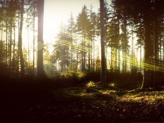 click to free download the wallpaper--Wallpapers and Backgrounds, Magic Forest, Sunlight is Breaking Through