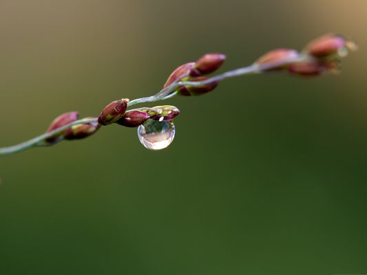click to free download the wallpaper--Wallpapers and Backgrounds, Perfect Rain Drop Under Macro Focus, Green Setting