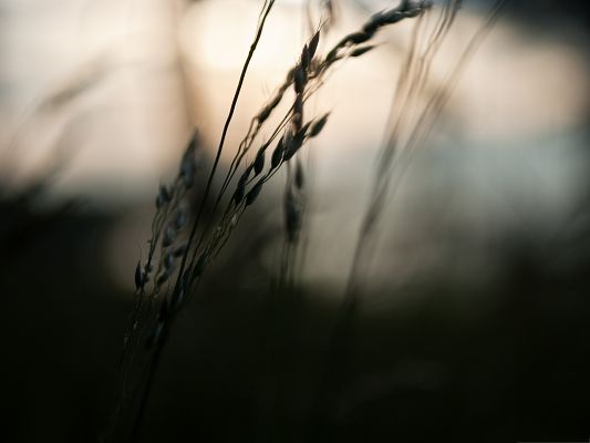 click to free download the wallpaper--Wallpapers and Backgrounds, Spikelets Bokeh in Stand, Nice and Incredible Look