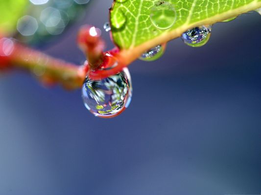 click to free download the wallpaper--Wallpapers and Backgrounds, Water Drops, Super Clear and Impressive