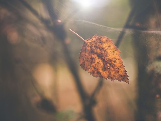 click to free download the wallpaper--Wallpapers for Computer Free, Birch Leaf in Autumn, Hangs on Spider Web