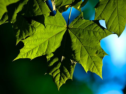 click to free download the wallpaper--Wallpapers for Computer Free, Green Leaves Under the Blue Sky, Summer Scenery