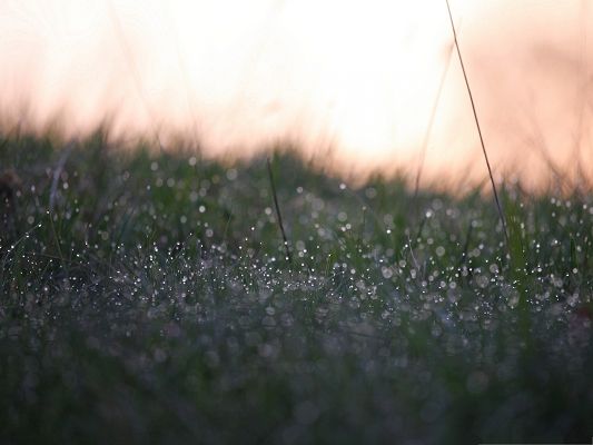 click to free download the wallpaper--Wallpapers for Computer Free, Morning Dew, Rain Drops on the Top