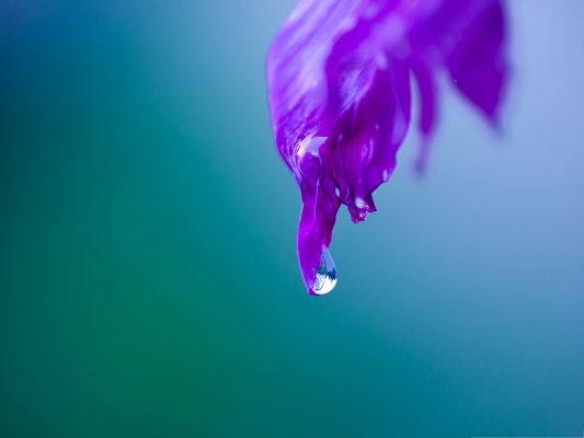 click to free download the wallpaper--Wallpapers for Computer Free, Purple Leaf Under Macro Focus, Water Drop Falling