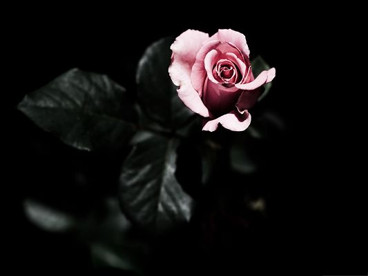 Wallpapers for Computer Free, Single Pink Rose on Dark Background