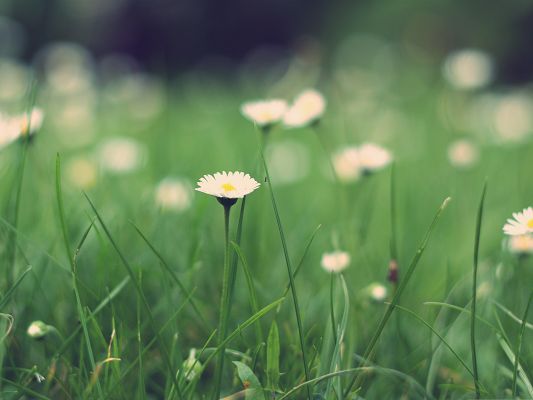 click to free download the wallpaper--Wallpapers for Computer Free, Small Daisies in Bloom, Great in Look