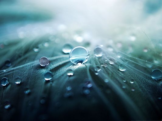 click to free download the wallpaper--Wallpapers for Computer Free, Water Drops On Feather, Crystal Clear and Impressive