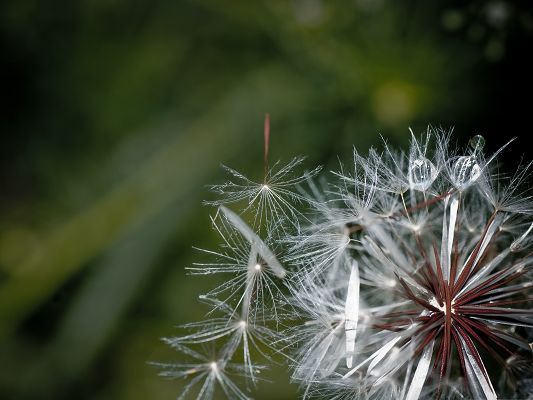 click to free download the wallpaper--Wallpapers for Computer Free, White Dandelion Under Macro Focus, Rain Drops All Over