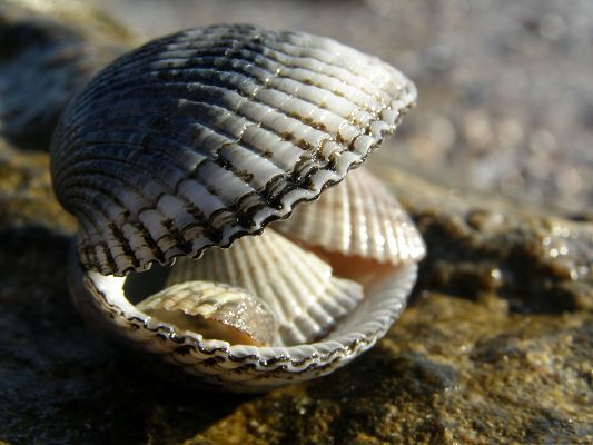 click to free download the wallpaper--Wallpapers for Computer Free, a Pile of Seashells, What a Beauty!