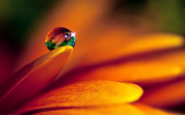 click to free download the wallpaper--Waterdrop on Flower, Bright and Shinning Waterdrops, Orange Leaves