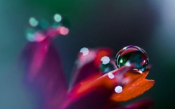 click to free download the wallpaper--Waterdrop on Flower, Crystal Clear Waterdrops on Orange Leaf, Incredible Look