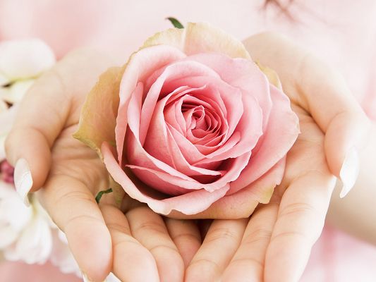 click to free download the wallpaper--Wedding Flowers, a Pink Flower in the Hand, Romantic Scene