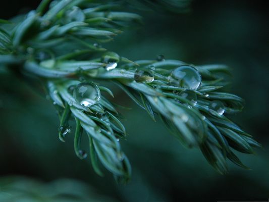 click to free download the wallpaper--Wet Plants Image, Round Waterdrops on the Edge of Green Leaves