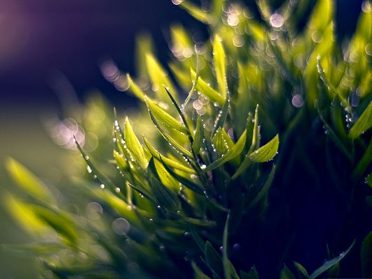 click to free download the wallpaper--Wet Plants Photo, Rain Drops on Green Leaves, Shinning Under the Sun