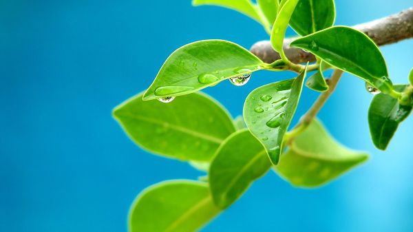 click to free download the wallpaper--What the Leaves Are Like After a Rain, Waterdrops Are All Over, Put Against Simple Background, This is a Clean and Pure World - HD Natural Plants Wallpaper