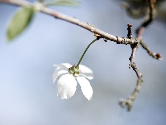 click to free download the wallpaper--White Cherry Flower, Single Flower on Thin Branch, Amazing Scenery