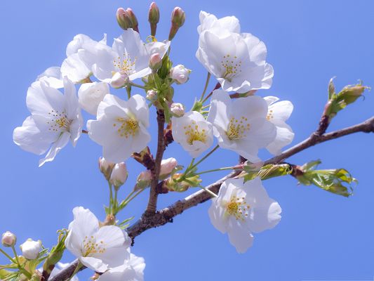 click to free download the wallpaper--White Cherry Flowers, Beautiful Flowers in Bloom, Smile in the Blue Sky