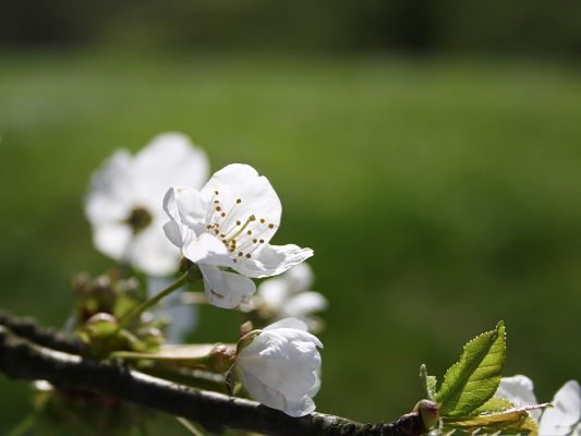 click to free download the wallpaper--White Cherry Flowers, Little Flowers in Bloom, Smile in the Sunlight
