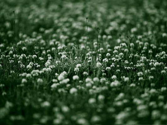 click to free download the wallpaper--White Clover Flowers, Little Blooming Flowers with Rain Drops