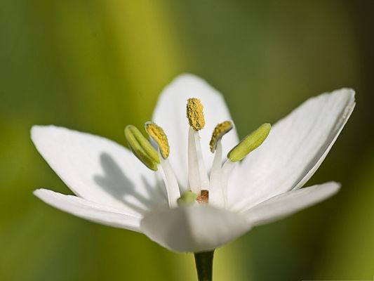 click to free download the wallpaper--White Flower Image, Pure Flower in Bloom, Green Background