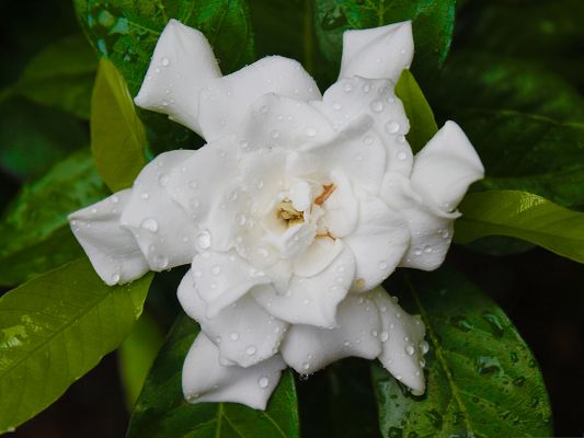 click to free download the wallpaper--White Flower Images, Pure Flowers in Bloom, Rain Drops on
